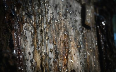 Best Ways to Remove Tree Sap from Your Car